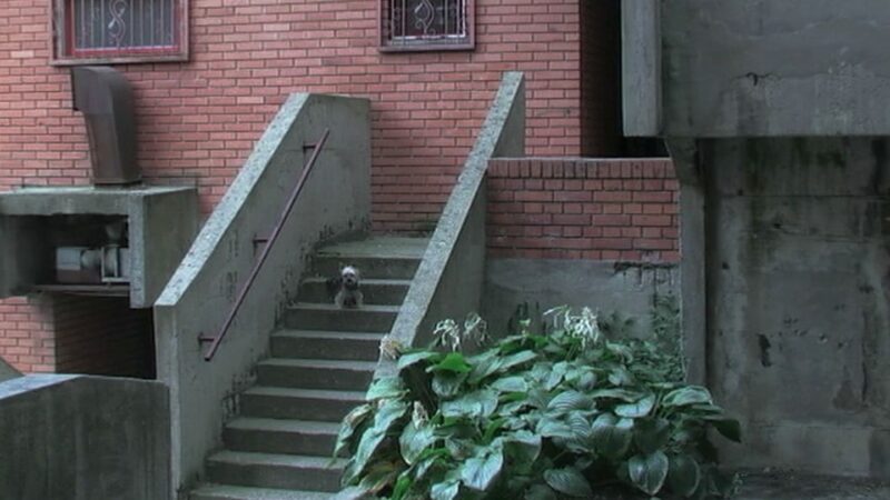 Svetska premijera filma „Histerični napad smeha“ autora Dušana Zorića i Matije Gluščevića na festivalu u Lokarnu