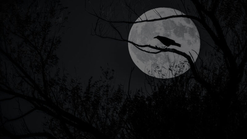 Do 20. februara pogledajte izložbu inspirisanu Edgarom Alanom Poom: Whispers in the Shadows: A Poe-inspired Room